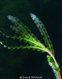 Cropped image C/U of Aquatic Plant by David Gilchrist 
